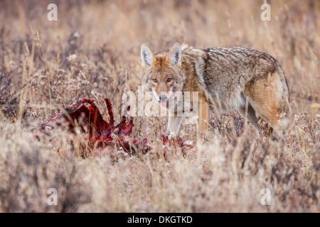 Kojote (Canis Latrans) Fütterung auf einem Elch Kadaver in Rocky Mountain Nationalpark, Colorado, USA Stockfoto