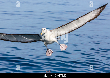 White-capped Albatros (Thalassarche Steadi) landet auf dem Köder Eimer aus Kaikoura, Südinsel, Neuseeland, Pazifik Stockfoto