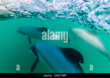 Erwachsenen Hector-Delfine (Cephalorhynchus Hectori) unter Wasser in der Nähe von Akaroa, Südinsel, Neuseeland, Pazifik Stockfoto