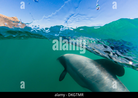 Erwachsenen Hector-Delfine (Cephalorhynchus Hectori) unter Wasser in der Nähe von Akaroa, Südinsel, Neuseeland, Pazifik Stockfoto