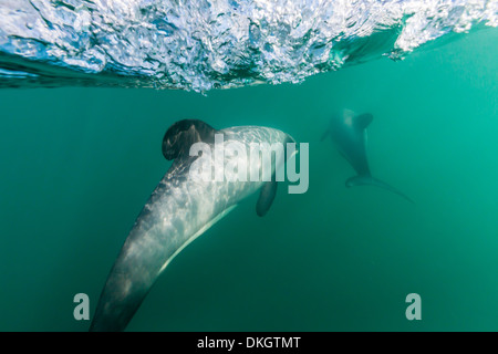 Erwachsenen Hector-Delfine (Cephalorhynchus Hectori) unter Wasser in der Nähe von Akaroa, Südinsel, Neuseeland, Pazifik Stockfoto