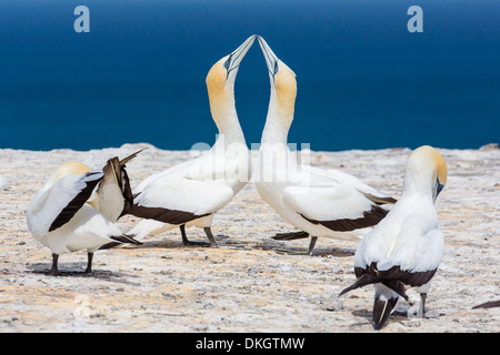 Australasian Basstölpel (Morus Serrator) Balz am Cape Kidnappers, North Island, Neuseeland, Pazifik Stockfoto