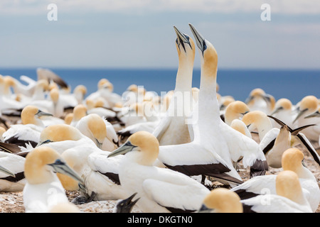 Australasian Basstölpel (Morus Serrator) Balz am Cape Kidnappers, North Island, Neuseeland, Pazifik Stockfoto