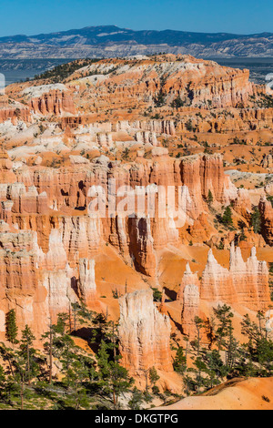 Hoodoo Felsformationen im Bryce Canyon Amphitheater, Bryce-Canyon-Nationalpark, Utah, Vereinigte Staaten von Amerika, Nordamerika Stockfoto