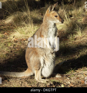 Red necked Wallaby, Macropus Rufogriseus mit Joey im Beutel in freier Wildbahn in Coolah-Tops-Nationalpark-NSW-Australien Stockfoto