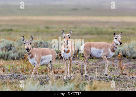 Pronghorn Antilope (Antilocapra Americana) in Lamar Valley, Yellowstone National Park, UNESCO World Heritage Site, Wyoming, USA Stockfoto