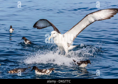 White-capped Albatros, Thalassarche Steadi, landet auf dem Köder Eimer aus Kaikoura, Südinsel, Neuseeland Stockfoto