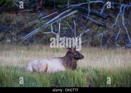 Stier Elche (Cervus Canadensis), entlang der Madison River, Yellowstone National Park, UNESCO-Weltkulturerbe, Wyoming, USA Stockfoto