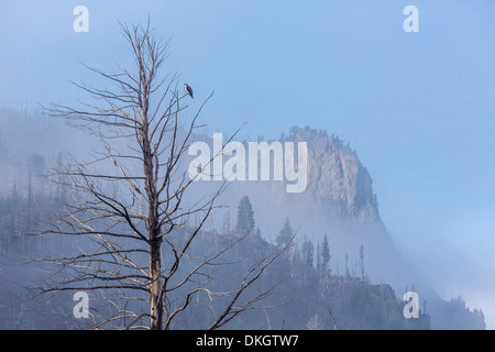 Fischadler (Pandion Haliaetus) entlang der Madison River, Yellowstone-Nationalpark, UNESCO World Heritage Site, Wyoming, USA Stockfoto