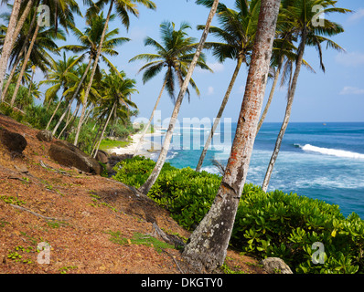 Palmen in der Nähe von Mirissa Beach, Sri Lanka Stockfoto