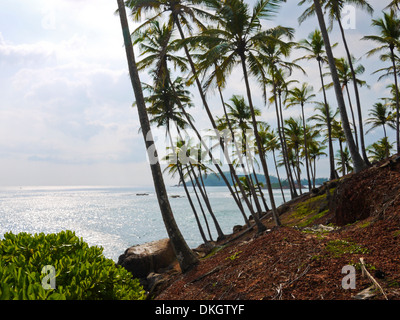 Palmen in der Nähe von Mirissa Beach, Sri Lanka Stockfoto