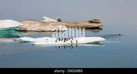 Brunnich die Trottellumme (Uria Lomvia), Cape Waring, Wrangel Island, der UNESCO, Chuckchi Meer, Tschukotka, Russland Stockfoto