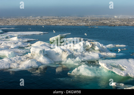 Cape Waring, Wrangel Island, UNESCO World Heritage Site, Chuckchi Meer, Tschukotka, russischen Fernen Osten, Russland, Eurasien Stockfoto