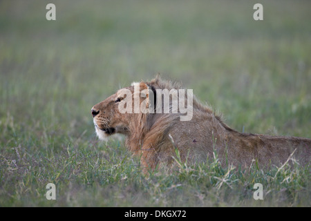 Junge männliche Löwe (Panthera Leo), Ngorongoro Crater, Afrika, Tansania, Ostafrika Stockfoto