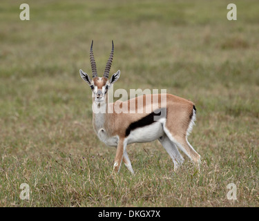 Thomson es Gazelle (Gazella Thomsonii) Bock, Ngorongoro Crater, Afrika, Tansania, Ostafrika Stockfoto