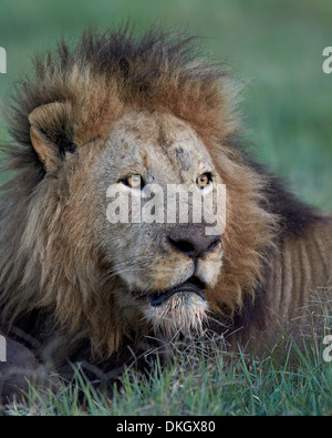 Löwe (Panthera Leo), Ngorongoro Crater, Tansania, Ostafrika, Afrika Stockfoto