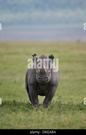 Schwarze Nashorn (Haken-lippige Rhinoceros) (Diceros Bicornis), Ngorongoro Crater, Afrika, Tansania, Ostafrika Stockfoto