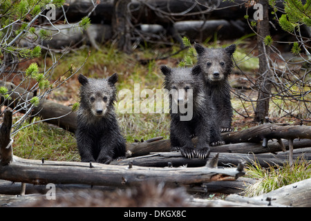 Drei Grizzlybär (Ursus Arctos Horribilis) Jungtiere des Jahres, Yellowstone-Nationalpark, Wyoming, USA Stockfoto