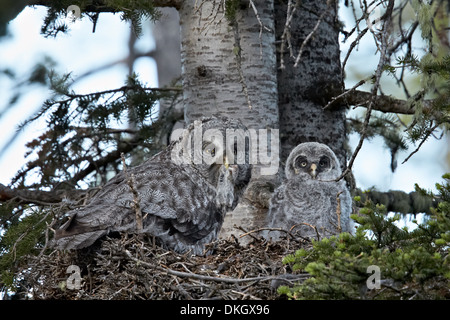 Bartkauz (Strix Nebulosa) Weibchen mit Beute und eine 24 Tage alten Küken, Yellowstone-Nationalpark, Wyoming, USA Stockfoto