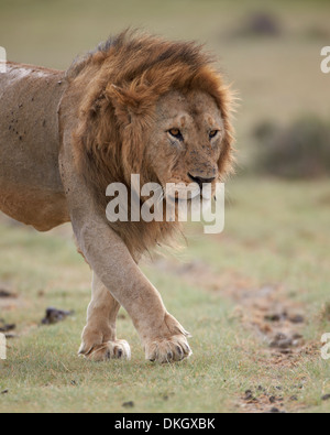 Löwe (Panthera Leo), Serengeti Nationalpark, Tansania, Ostafrika, Afrika Stockfoto