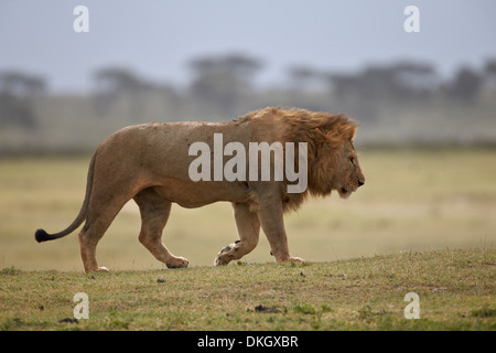 Löwe (Panthera Leo), Serengeti Nationalpark, Tansania, Ostafrika, Afrika Stockfoto