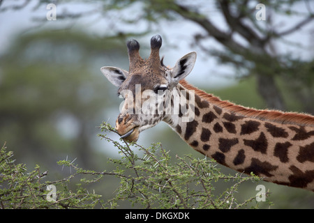 Masai-Giraffe (Giraffa Plancius Tippelskirchi) Essen, Serengeti Nationalpark, Tansania, Ostafrika, Afrika Stockfoto