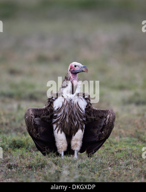Ohrengeier-faced Vulture (Torgos Tracheliotus), Serengeti Nationalpark, Tansania, Ostafrika, Afrika Stockfoto