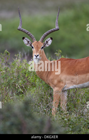 Impala (Aepyceros Melampus) Bock, Serengeti Nationalpark, Tansania, Ostafrika, Afrika Stockfoto