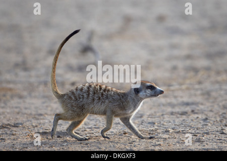 Erdmännchen (Suricata Suricatta), Kgalagadi Transfrontier Park, (dem ehemaligen Kalahari Gemsbok National Park), Südafrika, Afrika Stockfoto