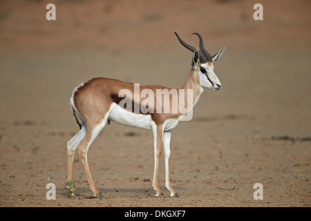 Springbok buck, Kgalagadi Transfrontier Park, (dem ehemaligen Kalahari Gemsbok National Park), Südafrika, Afrika Stockfoto