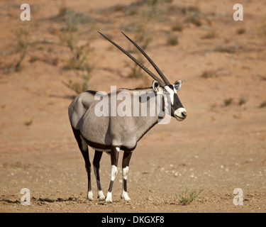 Oryx (Oryx Gazella), Kgalagadi Transfrontier Park, (dem ehemaligen Kalahari Gemsbok National Park), Südafrika, Afrika Stockfoto