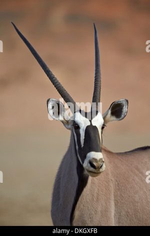 Oryx (Oryx Gazella), Kgalagadi Transfrontier Park, (dem ehemaligen Kalahari Gemsbok National Park), Südafrika, Afrika Stockfoto