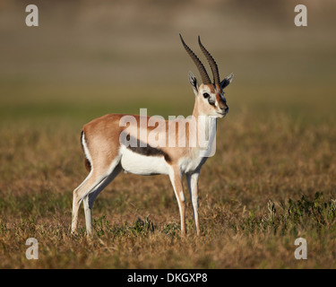 Männliche Thomson es Gazelle (Gazella Thomsonii), Ngorongoro Crater, Tansania, Ostafrika, Afrika Stockfoto