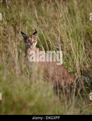 Karakal (Caracal Caracal) ruft ihr junges, Serengeti Nationalpark, Tansania, Ostafrika, Afrika Stockfoto