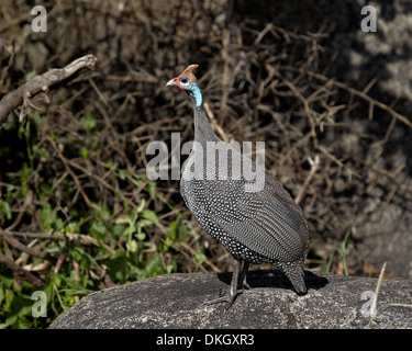 Behelmter Perlhühner (Numida Meleagris), Serengeti Nationalpark, Tansania, Ostafrika, Afrika Stockfoto