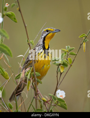 Gelb-throated Longclaw (Macronyx Croceus), Serengeti Nationalpark, Tansania, Ostafrika, Afrika Stockfoto