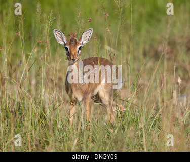 Weibliche Kirk Dik Dik (Kirk-Dikdiks) (Madoqua Kirkii), Serengeti Nationalpark, Tansania, Ostafrika, Afrika Stockfoto