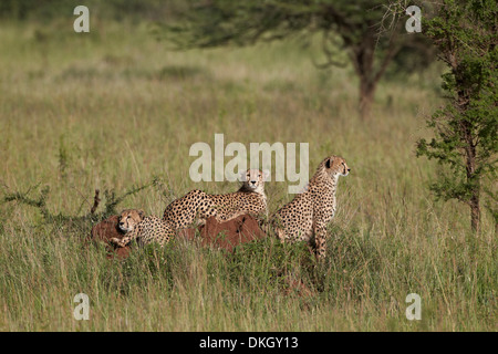 Drei Geparden (Acinonyx Jubatus), Serengeti Nationalpark, Tansania, Ostafrika, Afrika Stockfoto