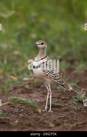 Zwei-banded Renner (Doppel-banded Renner) (Rhinoptilus Africanus), Serengeti Nationalpark, Tansania, Ostafrika, Afrika Stockfoto