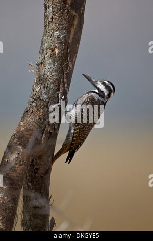 Weibliche bärtiger Specht (Dendropicos Namaquus), Serengeti Nationalpark, Tansania, Ostafrika, Afrika Stockfoto