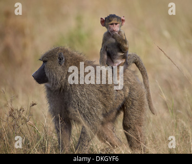 Olive Pavian (Papio Cynocephalus Anubis) Kind reitet auf seiner Mutter den Rücken, Serengeti Nationalpark, Tansania, Afrika Stockfoto