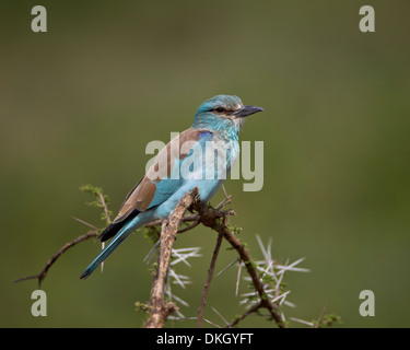 Blauracke (Coracias Garrulus), Serengeti Nationalpark, Tansania, Ostafrika, Afrika Stockfoto