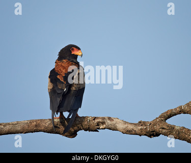 Bateleur (Terathopius Ecaudatus), Serengeti Nationalpark, Tansania, Ostafrika, Afrika Stockfoto