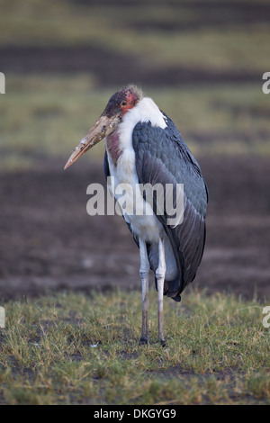 Marabou Storch (Leptoptilos Crumeniferus), Serengeti Nationalpark, Tansania, Ostafrika, Afrika Stockfoto