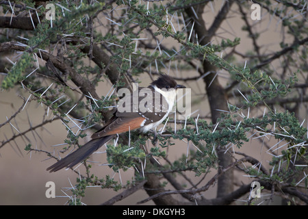 Unreife große gefleckte Kuckuck (Clamator Glandarius), Serengeti Nationalpark, Tansania, Ostafrika, Afrika Stockfoto