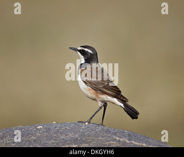 Begrenzt Steinschmätzer (Oenanthe Pileata), Serengeti Nationalpark, Tansania, Ostafrika, Afrika Stockfoto