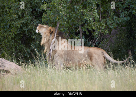 Löwe (Panthera Leo) kratzen und Kennzeichnung Gebiet, Serengeti Nationalpark, Tansania, Ostafrika, Afrika Stockfoto