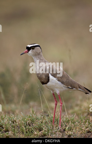 Regenpfeifer (gekrönte Kiebitz) gekrönt (Vanellus Coronatus), Serengeti Nationalpark, Tansania, Ostafrika, Afrika Stockfoto