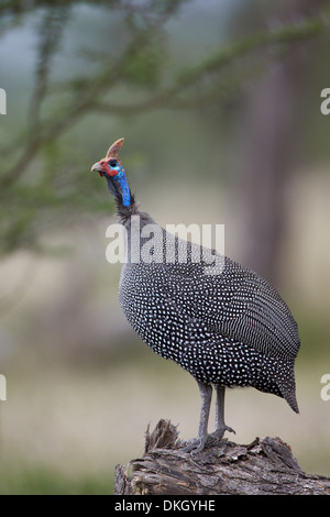 Behelmter Perlhühner (Numida Meleagris), Serengeti Nationalpark, Tansania, Ostafrika, Afrika Stockfoto