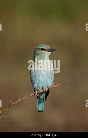 Blauracke (Coracias Garrulus), Serengeti Nationalpark, Tansania, Ostafrika, Afrika Stockfoto